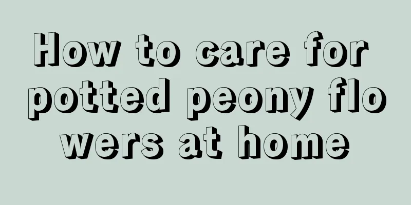 How to care for potted peony flowers at home