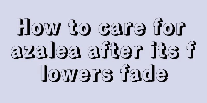 How to care for azalea after its flowers fade