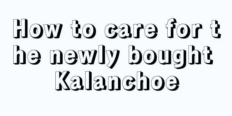 How to care for the newly bought Kalanchoe