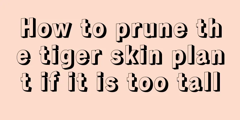 How to prune the tiger skin plant if it is too tall