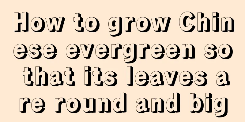 How to grow Chinese evergreen so that its leaves are round and big