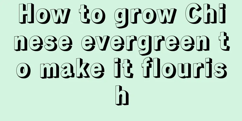 How to grow Chinese evergreen to make it flourish