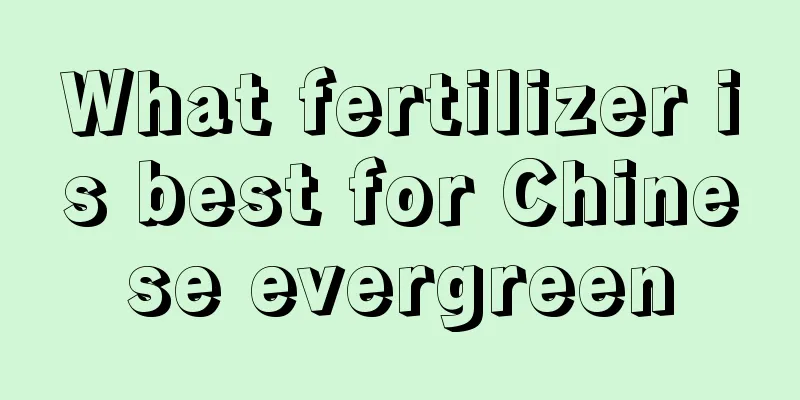 What fertilizer is best for Chinese evergreen