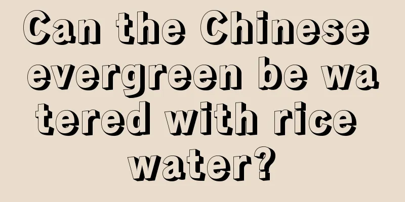 Can the Chinese evergreen be watered with rice water?