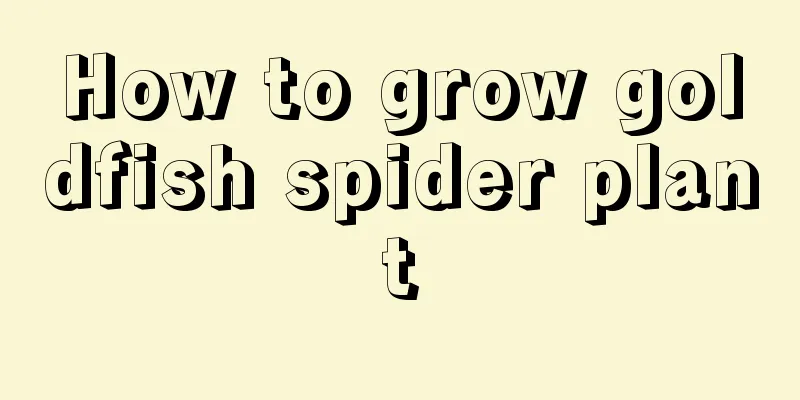 How to grow goldfish spider plant