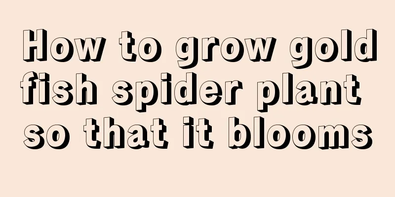 How to grow goldfish spider plant so that it blooms