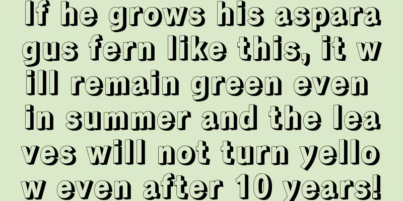 If he grows his asparagus fern like this, it will remain green even in summer and the leaves will not turn yellow even after 10 years!