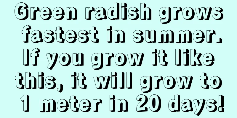 Green radish grows fastest in summer. If you grow it like this, it will grow to 1 meter in 20 days!