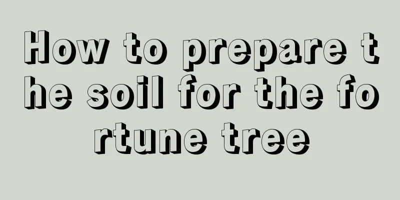 How to prepare the soil for the fortune tree