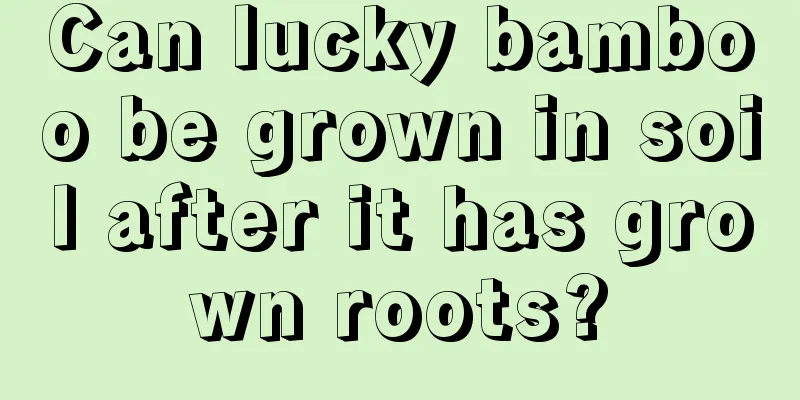 Can lucky bamboo be grown in soil after it has grown roots?