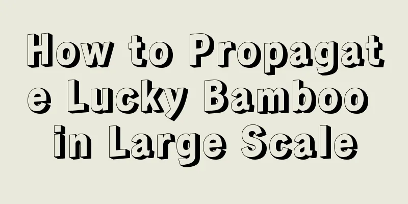 How to Propagate Lucky Bamboo in Large Scale