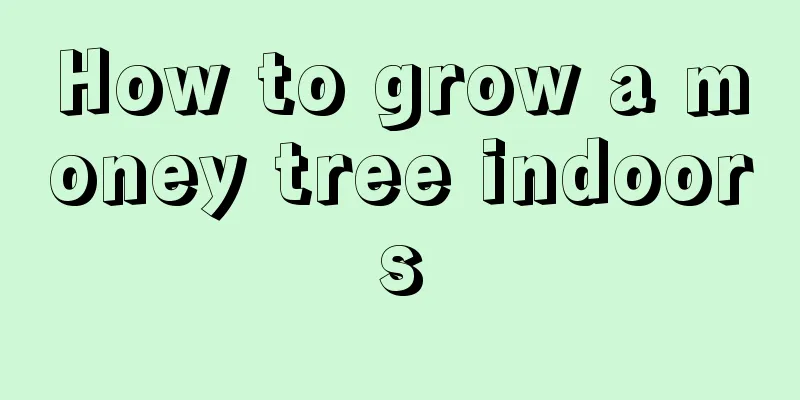 How to grow a money tree indoors