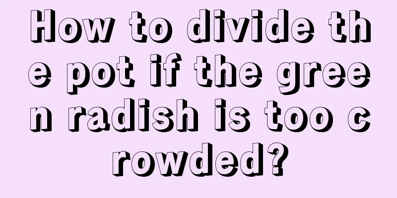 How to divide the pot if the green radish is too crowded?