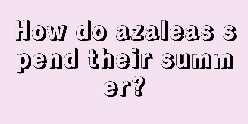 How do azaleas spend their summer?