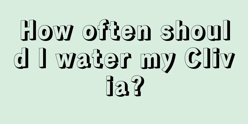 How often should I water my Clivia?