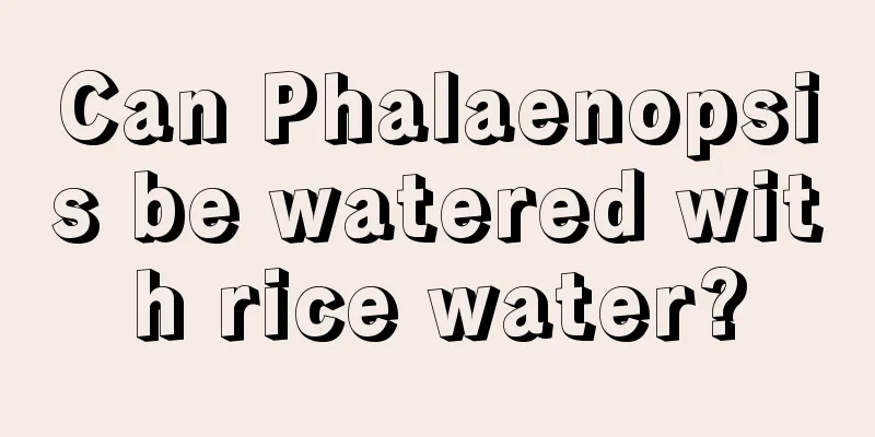 Can Phalaenopsis be watered with rice water?