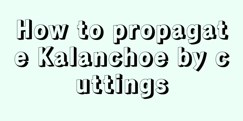 How to propagate Kalanchoe by cuttings