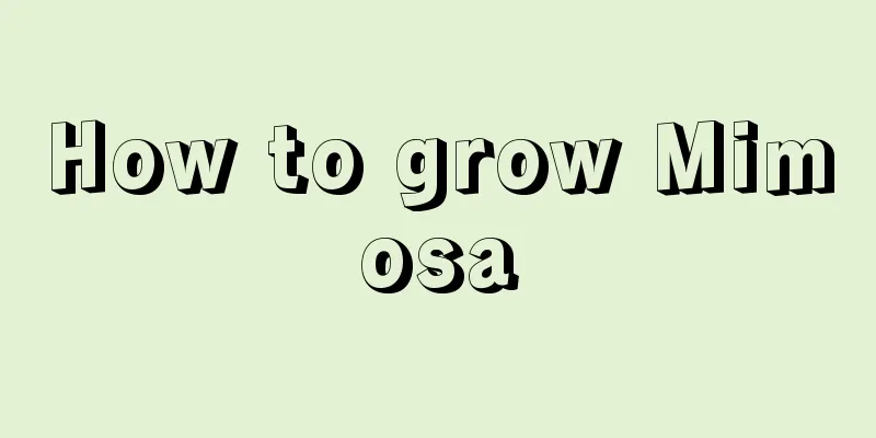 How to grow Mimosa