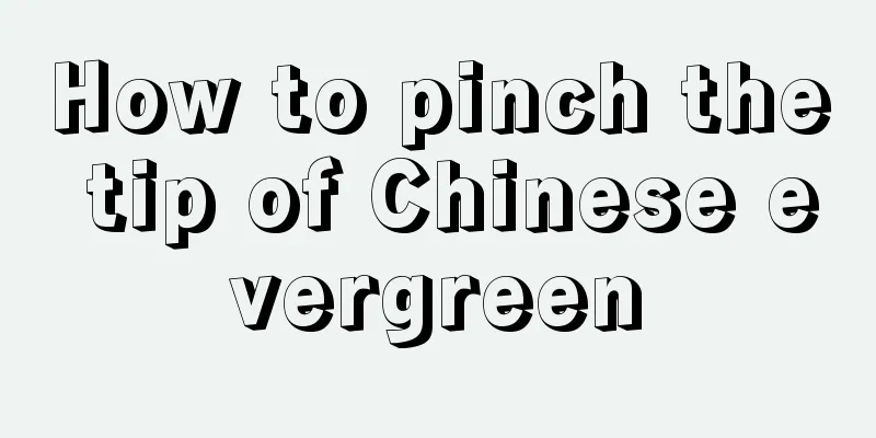 How to pinch the tip of Chinese evergreen