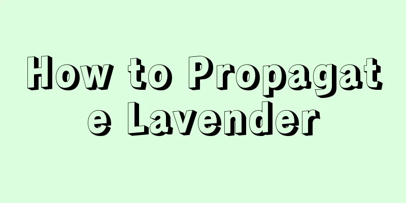 How to Propagate Lavender