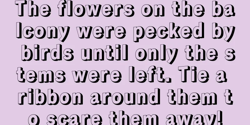 The flowers on the balcony were pecked by birds until only the stems were left. Tie a ribbon around them to scare them away!