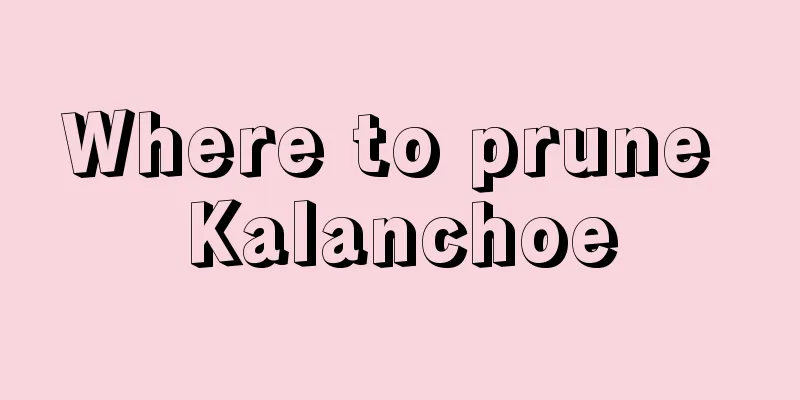 Where to prune Kalanchoe