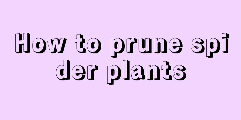 How to prune spider plants