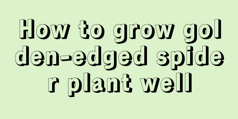 How to grow golden-edged spider plant well