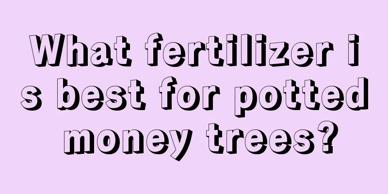 What fertilizer is best for potted money trees?