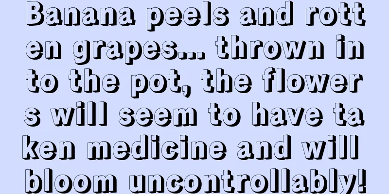 Banana peels and rotten grapes... thrown into the pot, the flowers will seem to have taken medicine and will bloom uncontrollably!