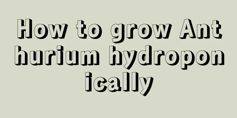 How to grow Anthurium hydroponically