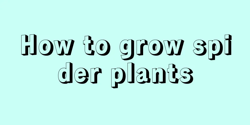 How to grow spider plants