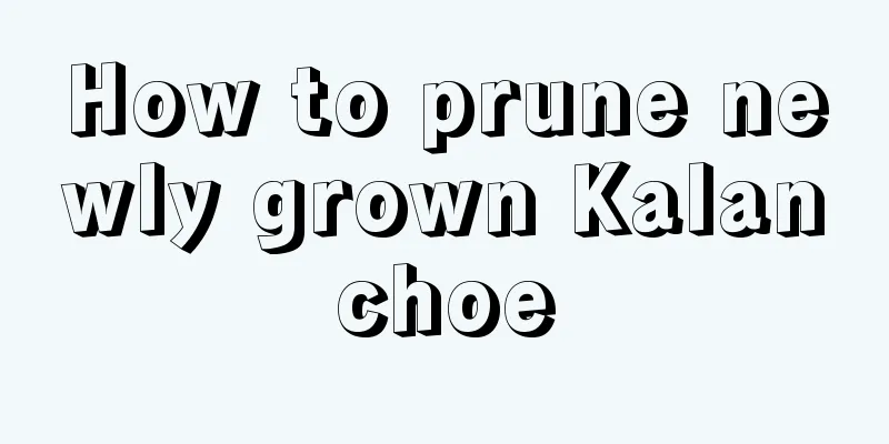 How to prune newly grown Kalanchoe