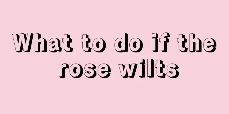 What to do if the rose wilts