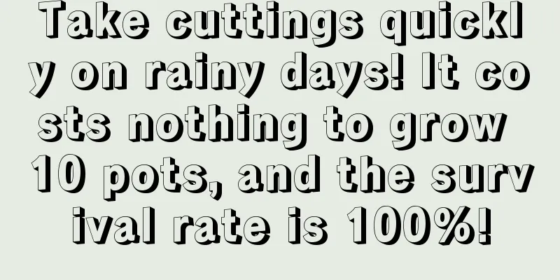 Take cuttings quickly on rainy days! It costs nothing to grow 10 pots, and the survival rate is 100%!