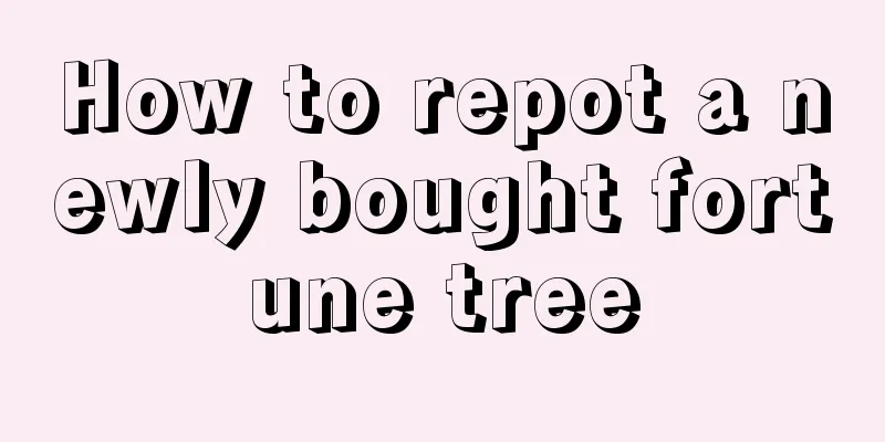 How to repot a newly bought fortune tree