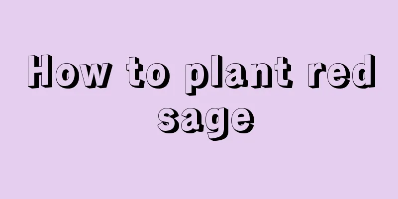 How to plant red sage