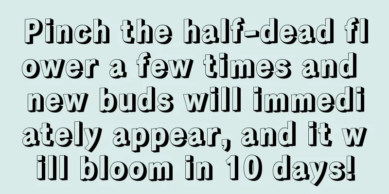 Pinch the half-dead flower a few times and new buds will immediately appear, and it will bloom in 10 days!