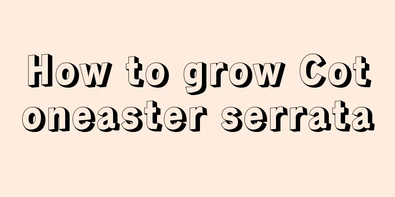 How to grow Cotoneaster serrata