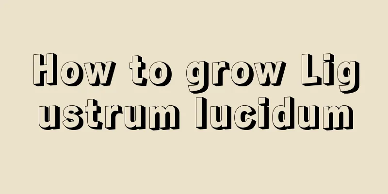 How to grow Ligustrum lucidum