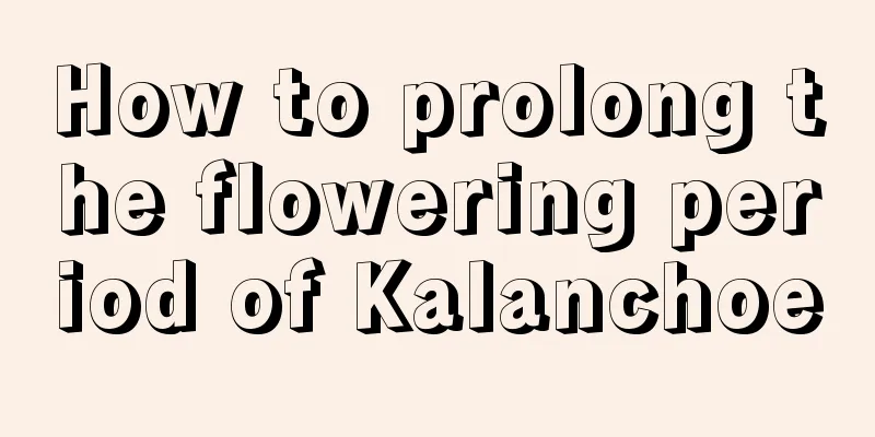 How to prolong the flowering period of Kalanchoe