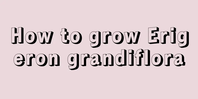 How to grow Erigeron grandiflora