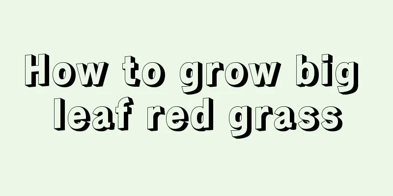 How to grow big leaf red grass