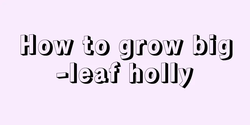 How to grow big-leaf holly