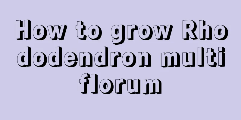 How to grow Rhododendron multiflorum