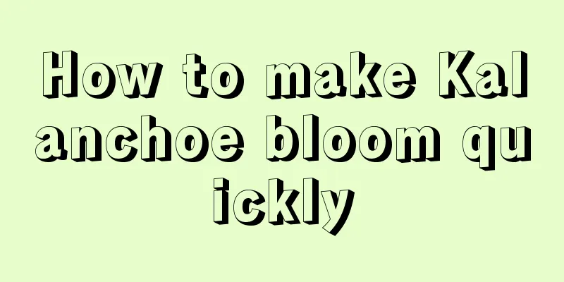 How to make Kalanchoe bloom quickly