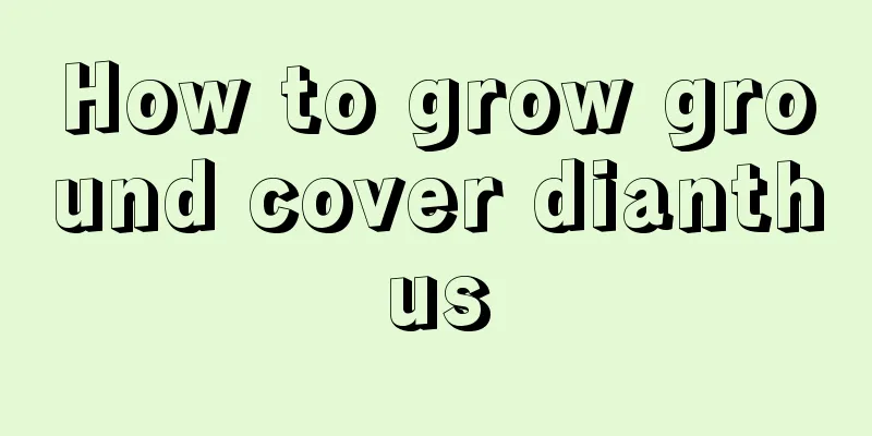 How to grow ground cover dianthus