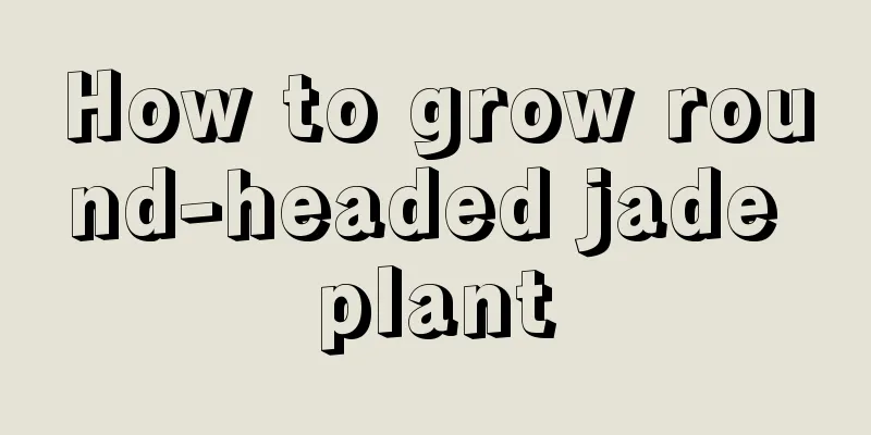 How to grow round-headed jade plant