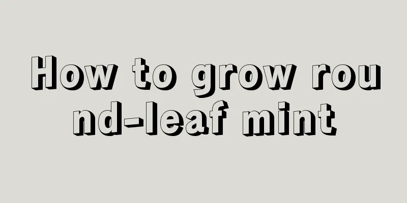 How to grow round-leaf mint