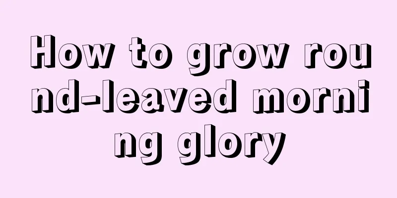 How to grow round-leaved morning glory